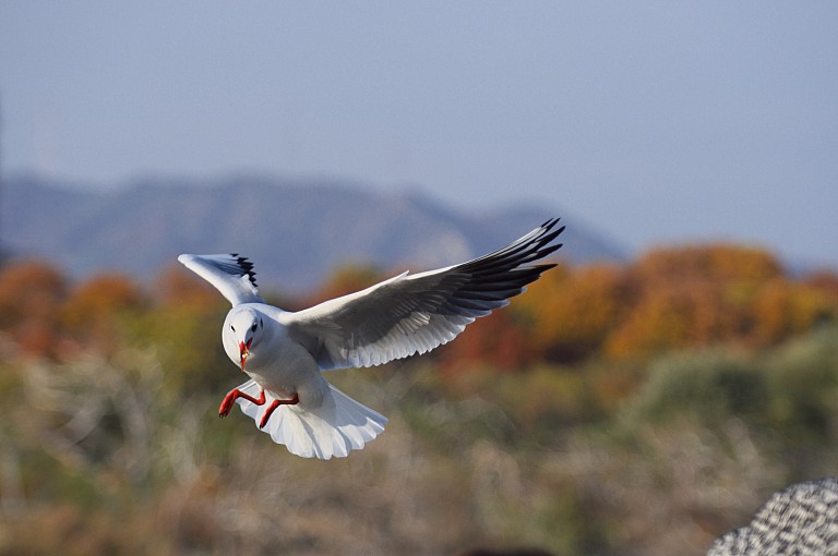 昆陽池晩秋　20081207_a0050572_1446355.jpg