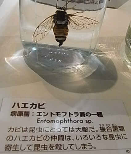 菌類のふしぎ展_a0061977_1851868.jpg