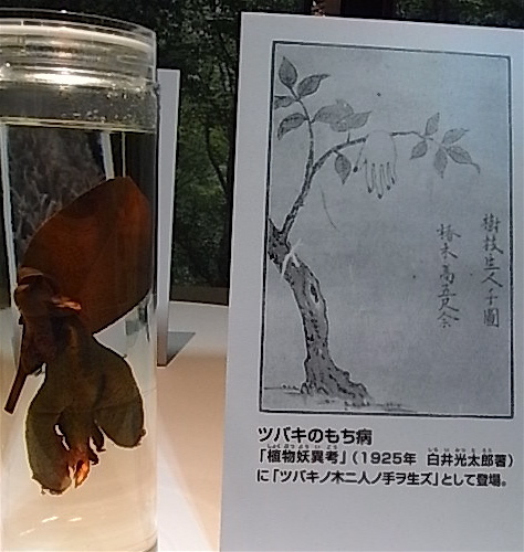 菌類のふしぎ展_a0061977_18522869.jpg