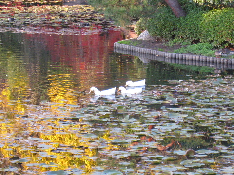 京都観光バスに乗って（４）　龍安寺_c0009190_23275229.jpg