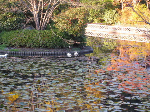 京都観光バスに乗って（４）　龍安寺_c0009190_23291749.jpg