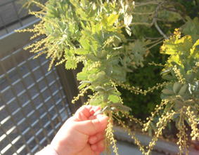 ミモザの花芽_c0139591_1251672.jpg