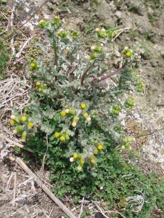 f0181295_1221756.jpg