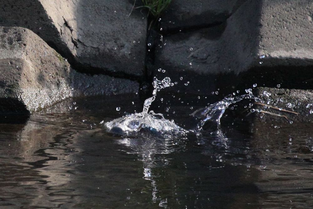 ただの水浴びです/富士山とDY_b0024798_652425.jpg