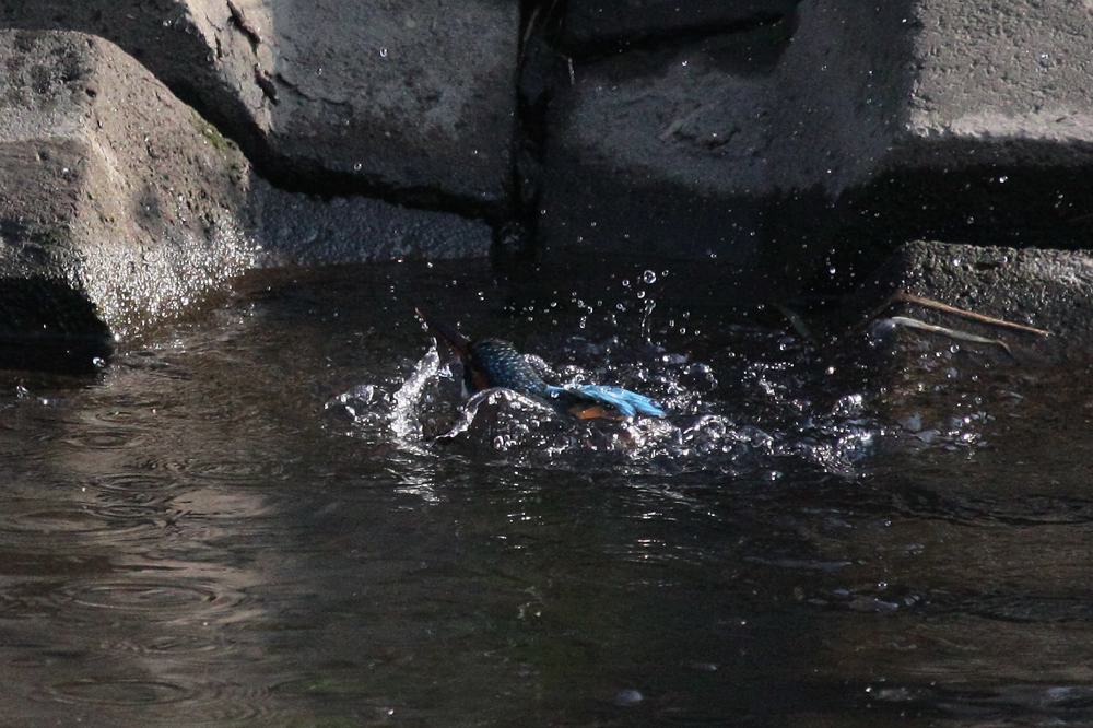 ただの水浴びです/富士山とDY_b0024798_65412.jpg