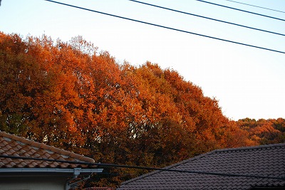 c0124100_15323270.jpg