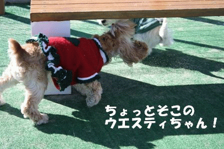 c0128303_15195717.gif