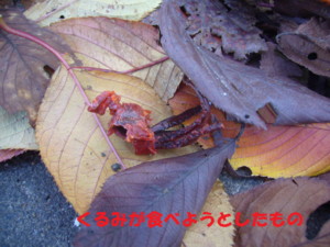 e0131506_17351681.jpg