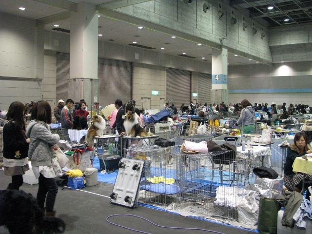 2008大阪インターナショナルドッグショー_d0081210_1532558.jpg