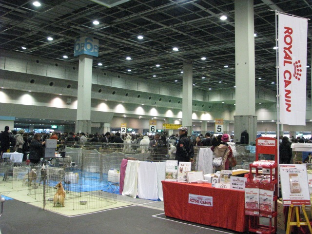 2008大阪インターナショナルドッグショー_d0081210_153376.jpg