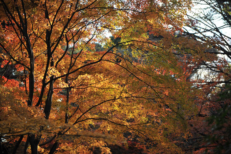 １２月６日　六義園の紅葉_a0094711_064925.jpg