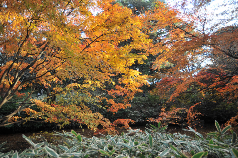 １２月６日　六義園の紅葉_a0094711_07126.jpg