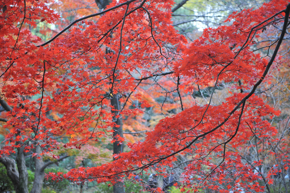 １２月６日　六義園の紅葉_a0094711_072370.jpg