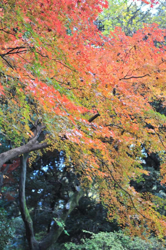 １２月６日　六義園の紅葉_a0094711_073620.jpg