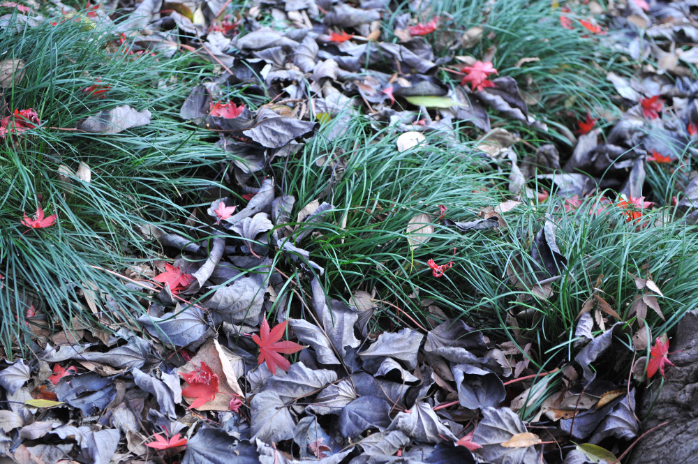 １２月６日　六義園の紅葉_a0094711_074876.jpg