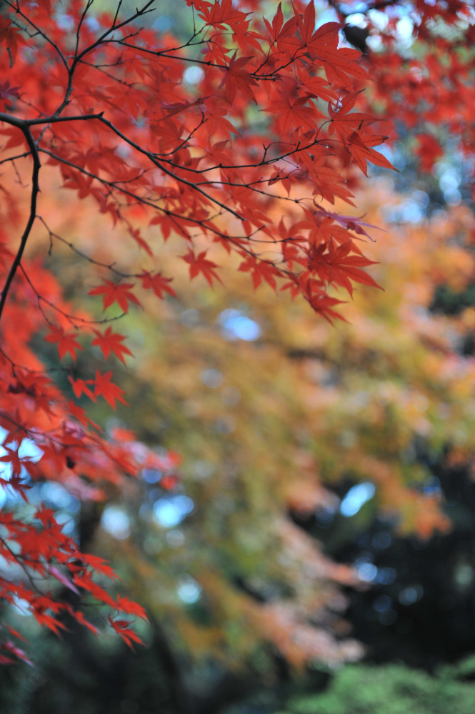 １２月６日　六義園の紅葉_a0094711_08137.jpg