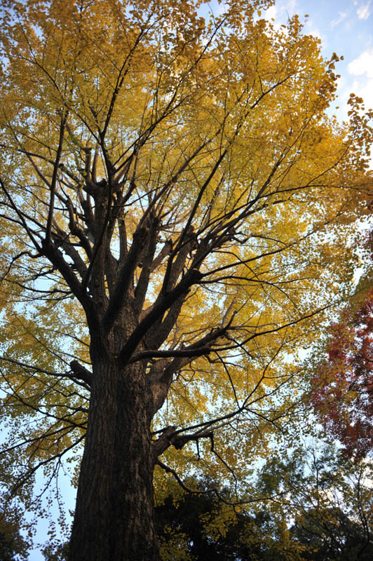 １２月６日　六義園の紅葉_a0094711_085198.jpg