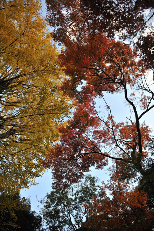 １２月６日　六義園の紅葉_a0094711_09450.jpg