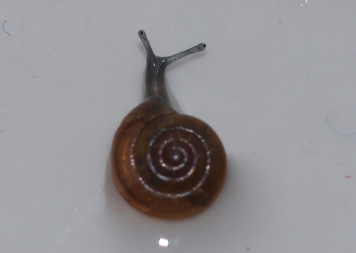 小さなカタツムリ_c0116915_21523830.jpg