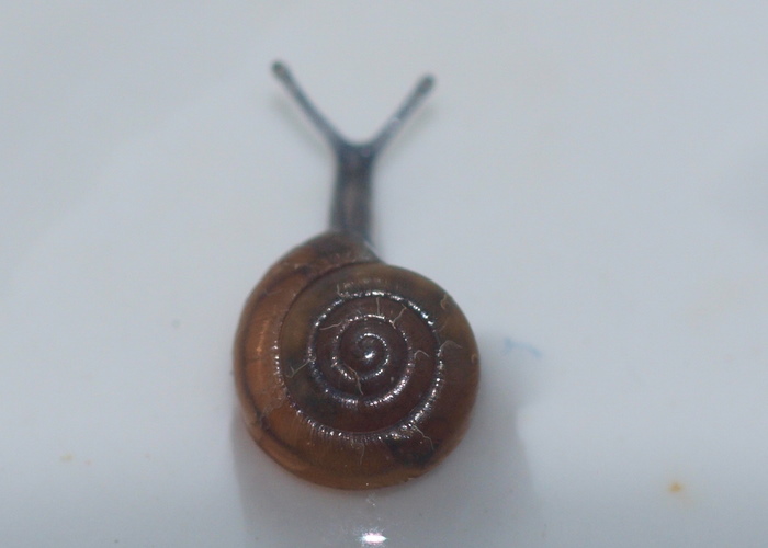 小さなカタツムリ_c0116915_21532068.jpg
