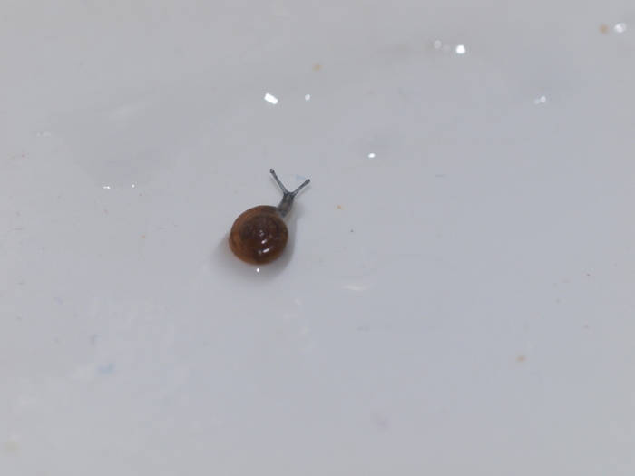 小さなカタツムリ_c0116915_21535874.jpg