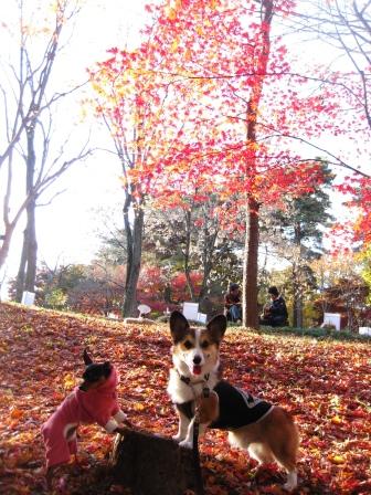 森林公園の『紅葉見ナイト』_f0155118_6192391.jpg