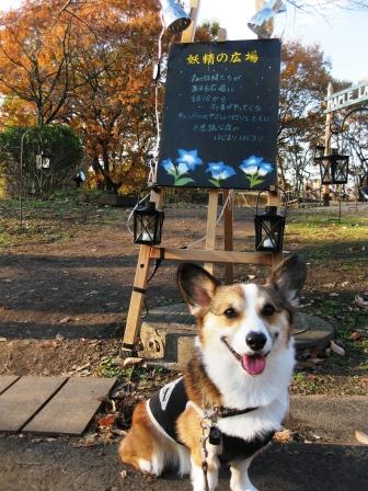 森林公園の『紅葉見ナイト』_f0155118_6282449.jpg