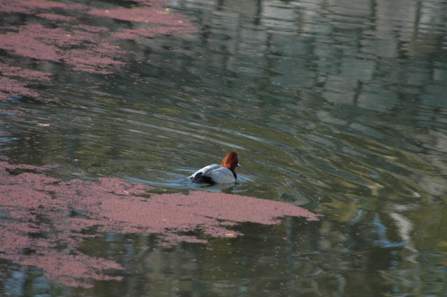 大阪城公園ホシハジロ・ハシビロガモ・ハクセキレイほか_a0037019_6135860.jpg