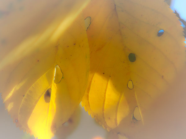 f0077521_1523696.jpg