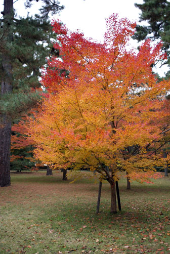 御所の紅葉_b0144426_21444256.jpg