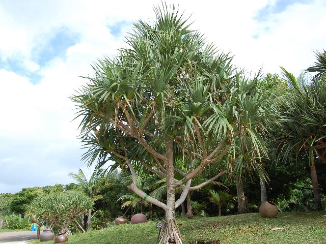 美容蛸の木（ビヨウタコノキ） : 花の仲間調べ