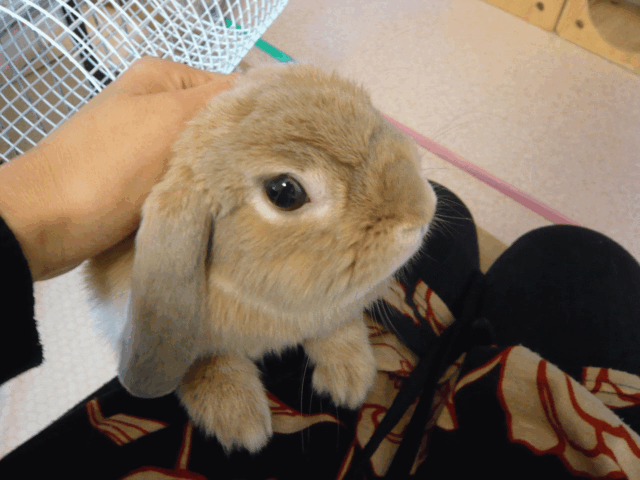 c0151439_1447629.gif