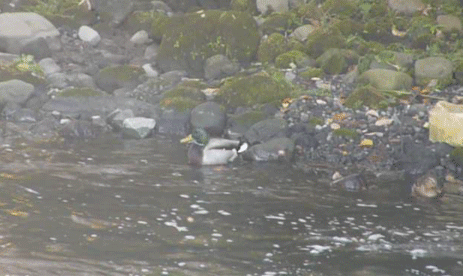a0056140_14315425.gif