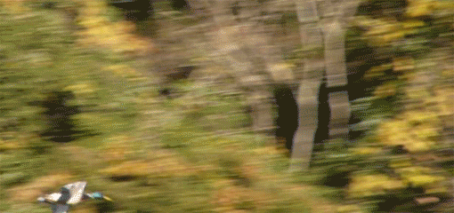 a0056140_16142630.gif