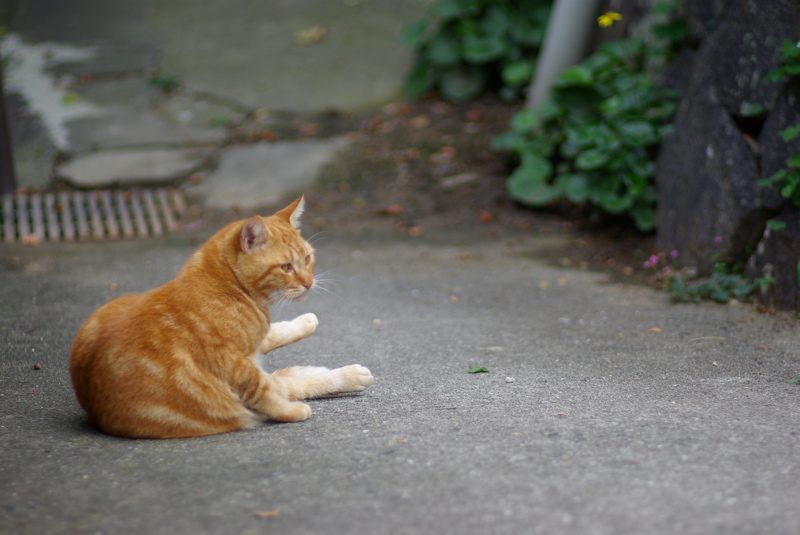 １１月尾道猫その４_a0009554_21825.jpg