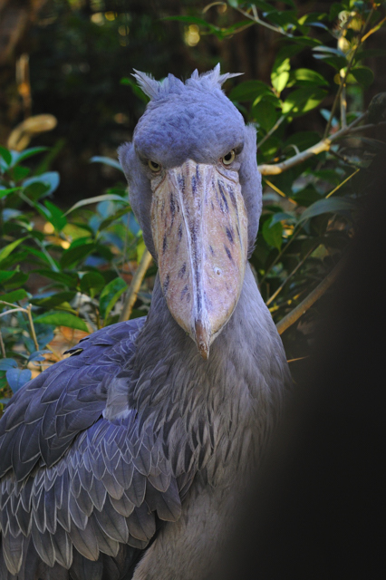 上野の鳥たち、、、。_f0136162_103397.jpg