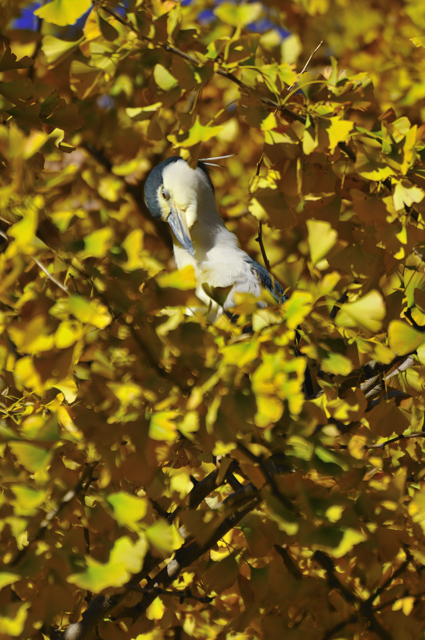 上野の鳥たち、、、。_f0136162_10362037.jpg