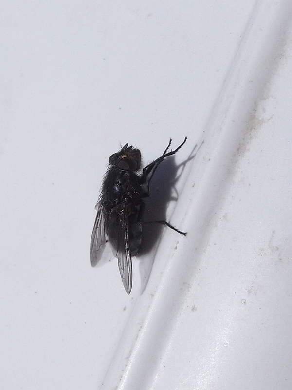 オオクロバエ 虫央堂