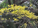 a0093965_21435098.jpg