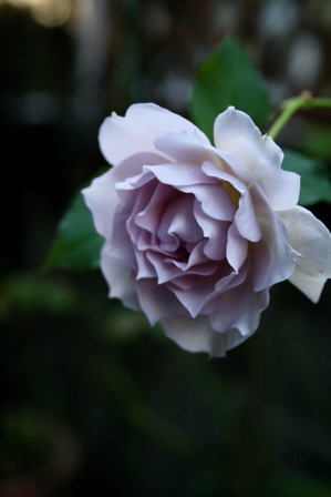 d0000274_10493670.jpg