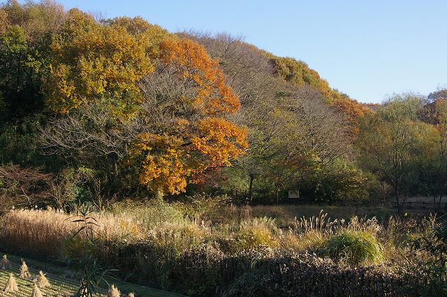 ■　黄・紅葉 (6)　コナラ　　　08.12.8_e0070891_17532219.jpg