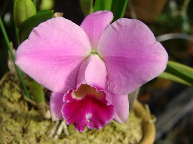 d0007501_6433621.jpg