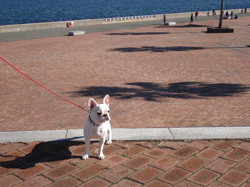 海浜公園へ             　　　　１２月７日日曜日_b0148106_745367.jpg