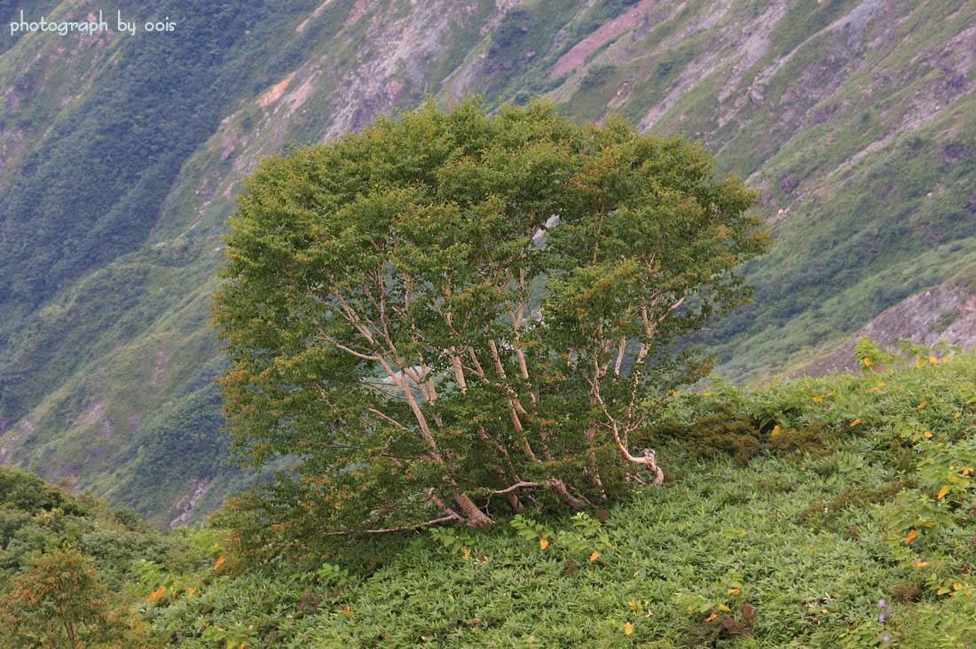 e0123723_1734374.jpg