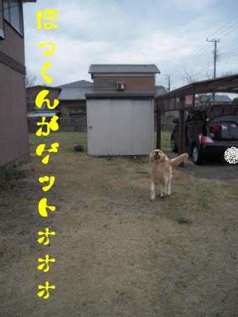 どうしてこうも家の犬は。。。_f0176830_14163772.jpg