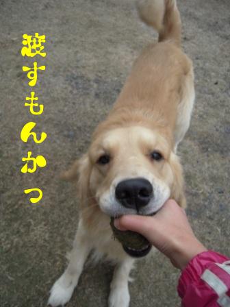 どうしてこうも家の犬は。。。_f0176830_14171416.jpg