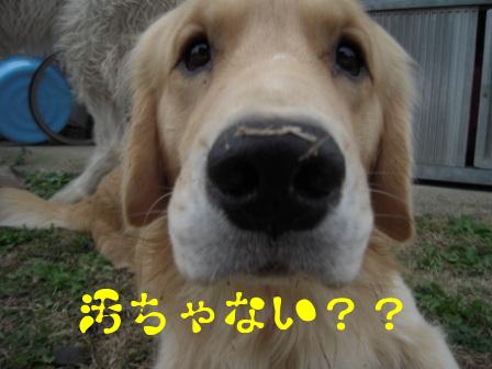 どうしてこうも家の犬は。。。_f0176830_14183045.jpg