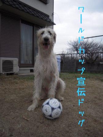 どうしてこうも家の犬は。。。_f0176830_14191967.jpg