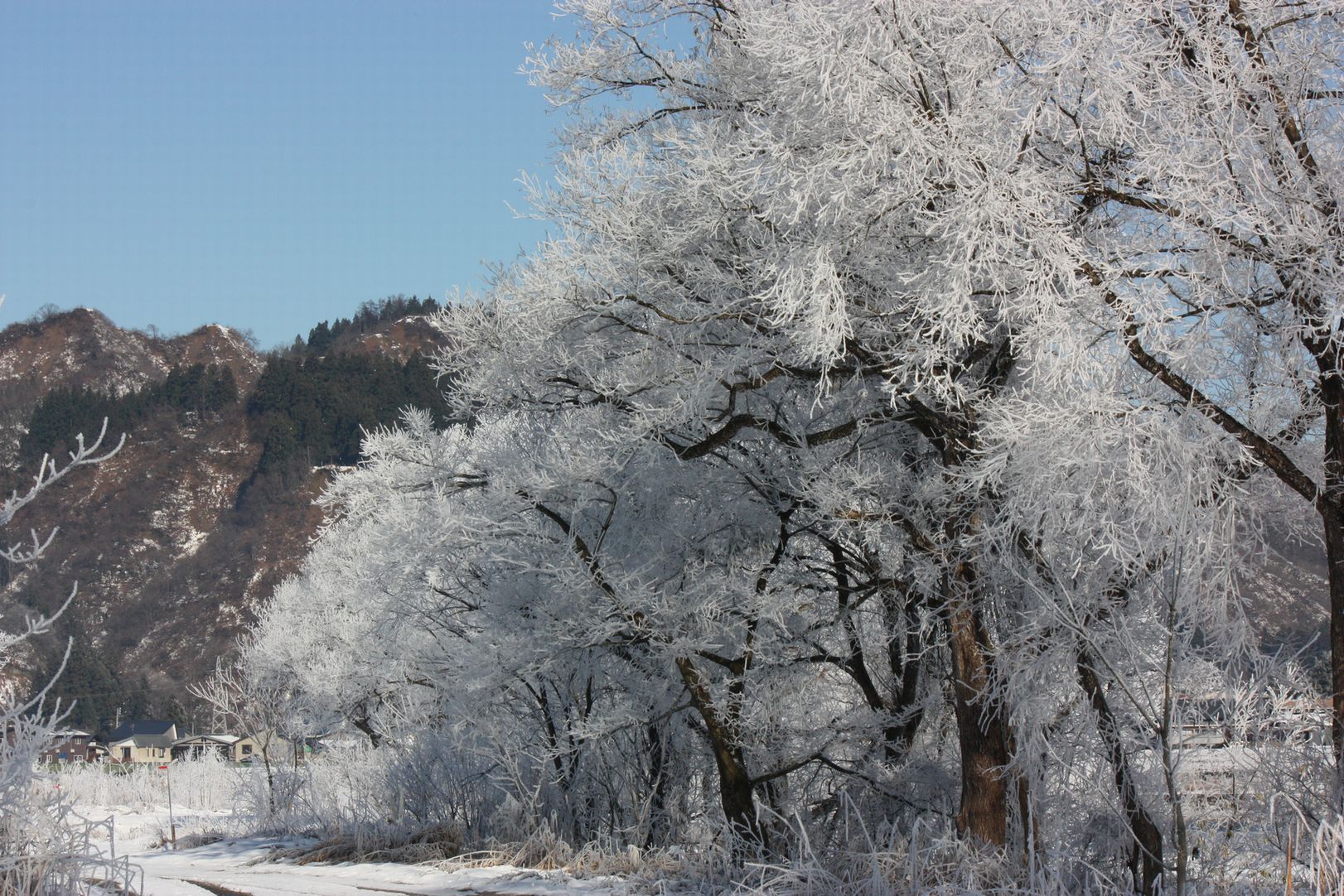 水蒸気の華　北越雪譜、小出の「シガ」_e0150433_1538550.jpg