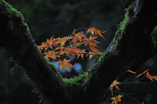 神宮寺Ⅱ_c0093046_7471955.gif